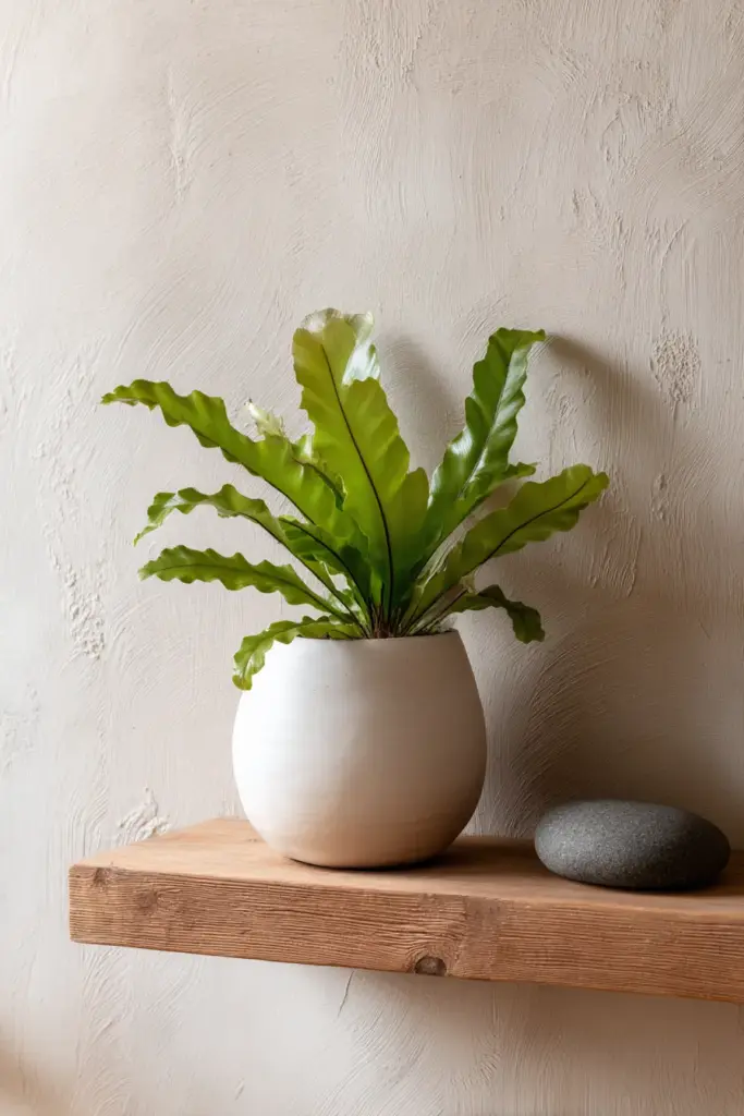 Bird's Nest Fern on Japandi Shelf