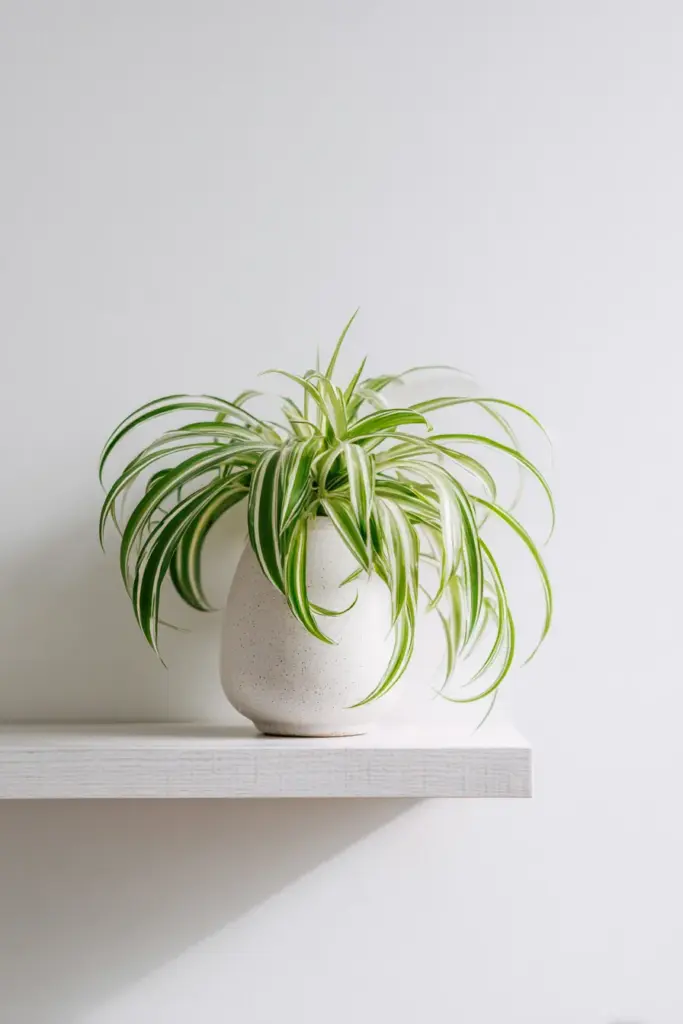 Pet-Safe Spider Plant Trailing on White Shelf