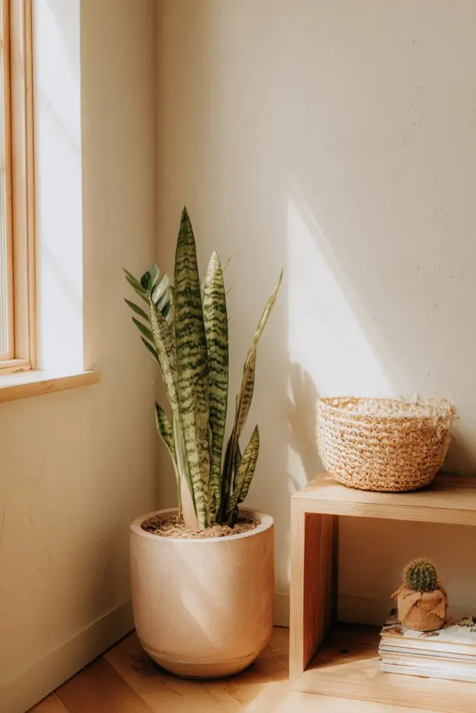 Japandi Plants Corner